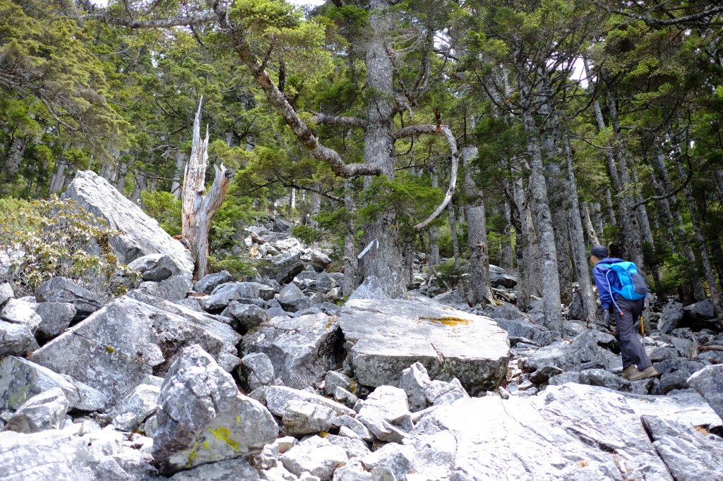 百岳單攻 | 遺世獨立‧白姑大山_1369862