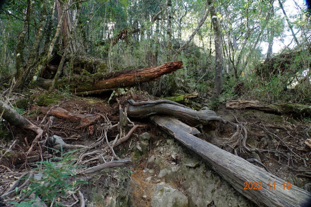 南投 信義 西巒大山_1922326