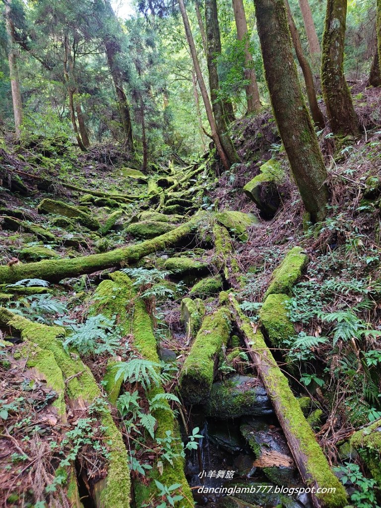 【新竹】觀霧森林遊樂區：檜山巨木群步道_2397415