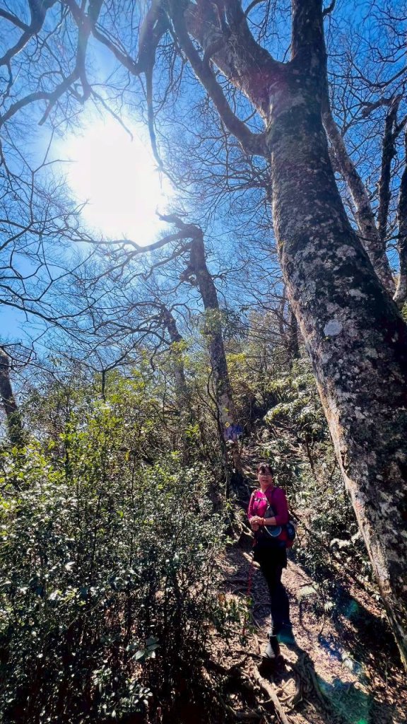 🌈3/15（日）北得拉曼神木+內鳥嘴山✨FB：熊熊趴爬走🌈_3016826