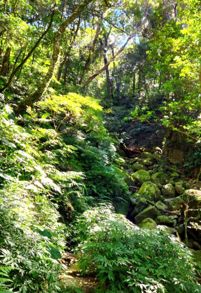 【中級山】插天山的奇幻世界，赫威山，赫威神木群步道_2741277