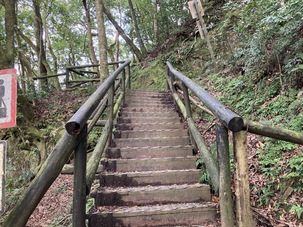 東眼山自導式步道(二訪)_2366989