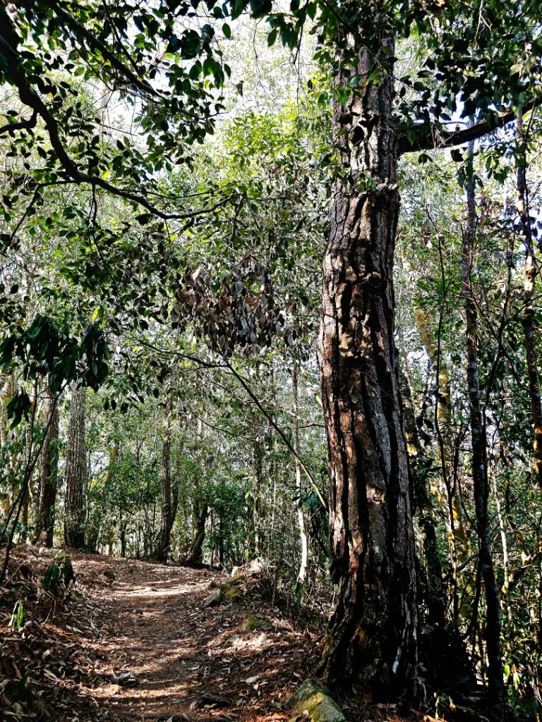 東卯山-谷關七雄(老五)_2991586