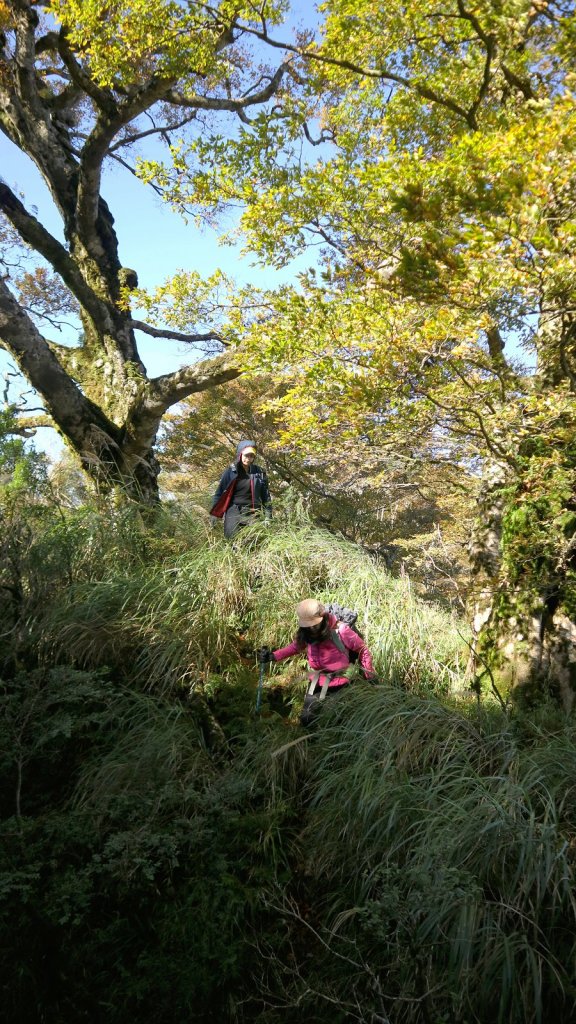 深秋限定~沒到過銅山別說看過山毛櫸_447131