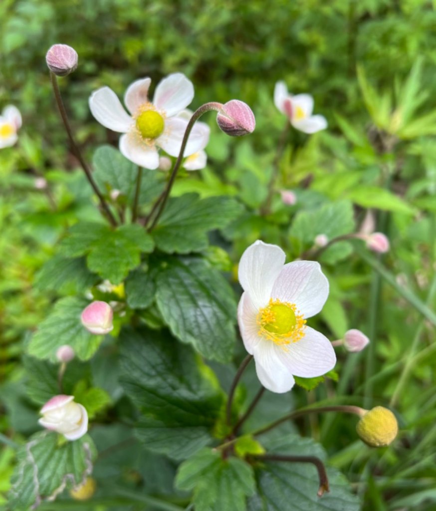 南橫三星 + 關山_1743920