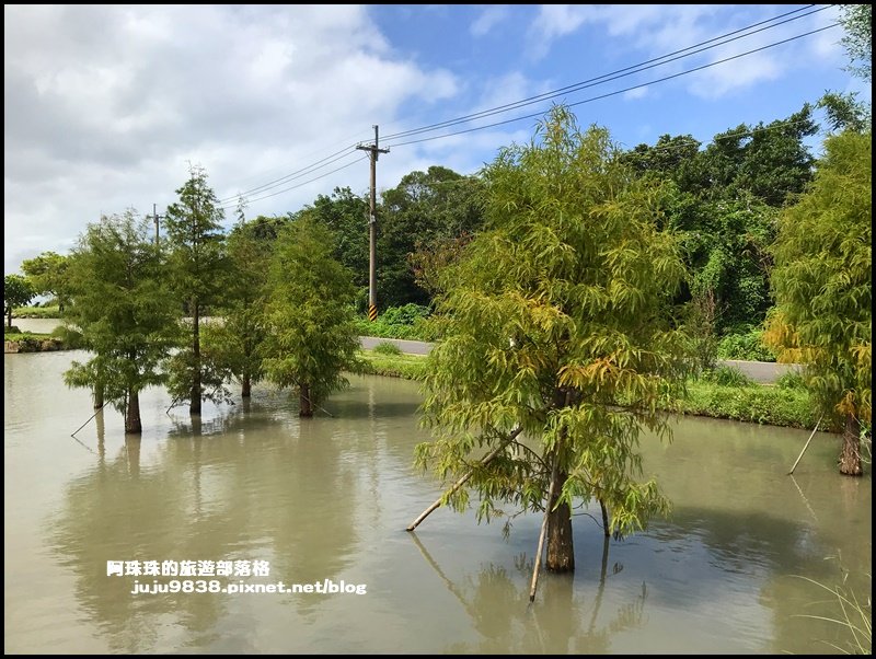 新北。三芝田心子水中央｜金針花+水中落羽_1146418