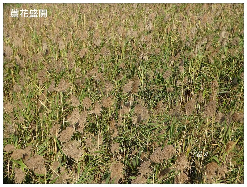 三媽縱走 ( 半天寮山、好望角、白沙屯山 連走 )_2973296