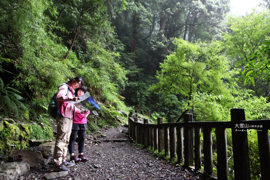 大雪山小神木步道_1103108