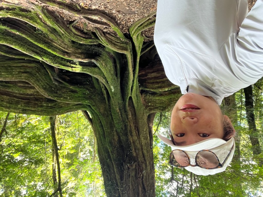 雪見大板根_2877621