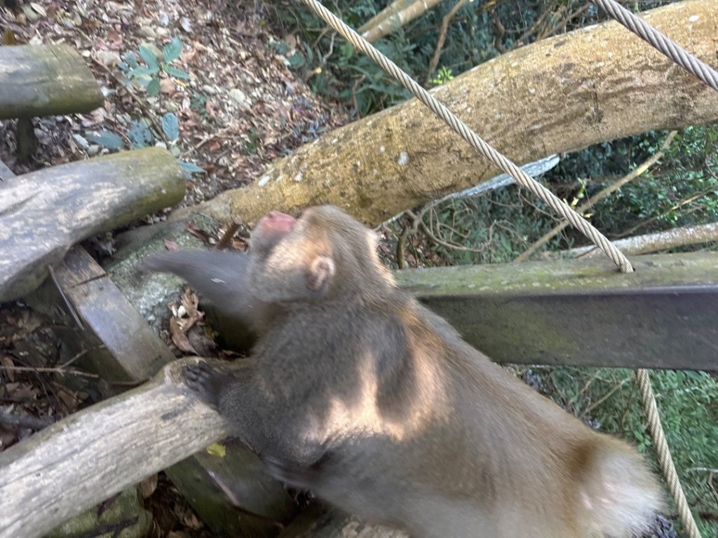 大坑五號步道、5-1號步道、頭嵙山_2668063