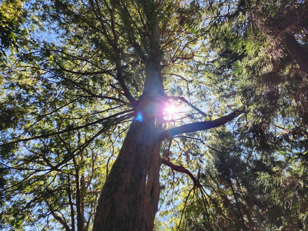 檜山巨木森林步道封面圖