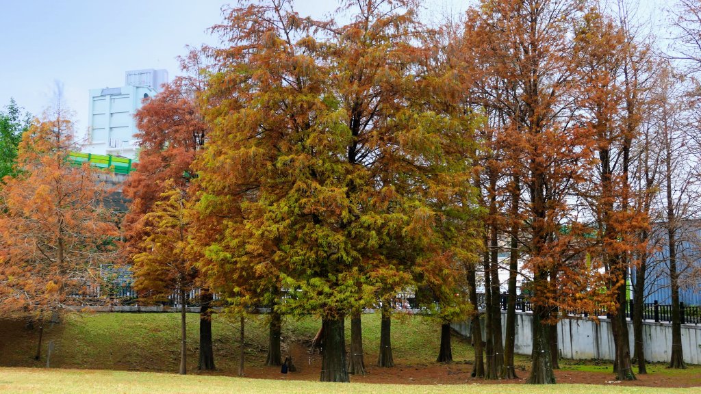 原民落羽松影_2685955