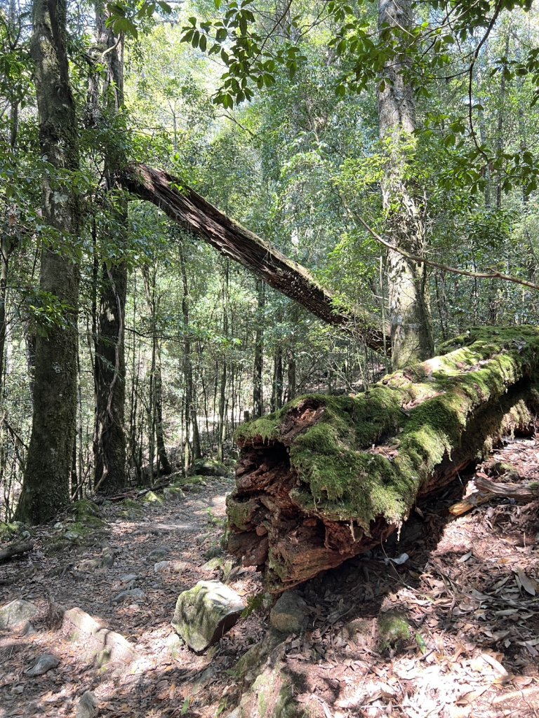 小百岳-稍來山_2752450