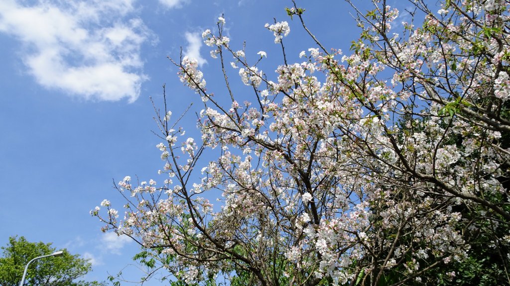 十八份水圳_1277598