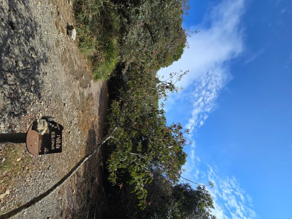 蝶夢八唐（裡冷登山口往返）八仙山出雲海下山順賞富士櫻_2722706