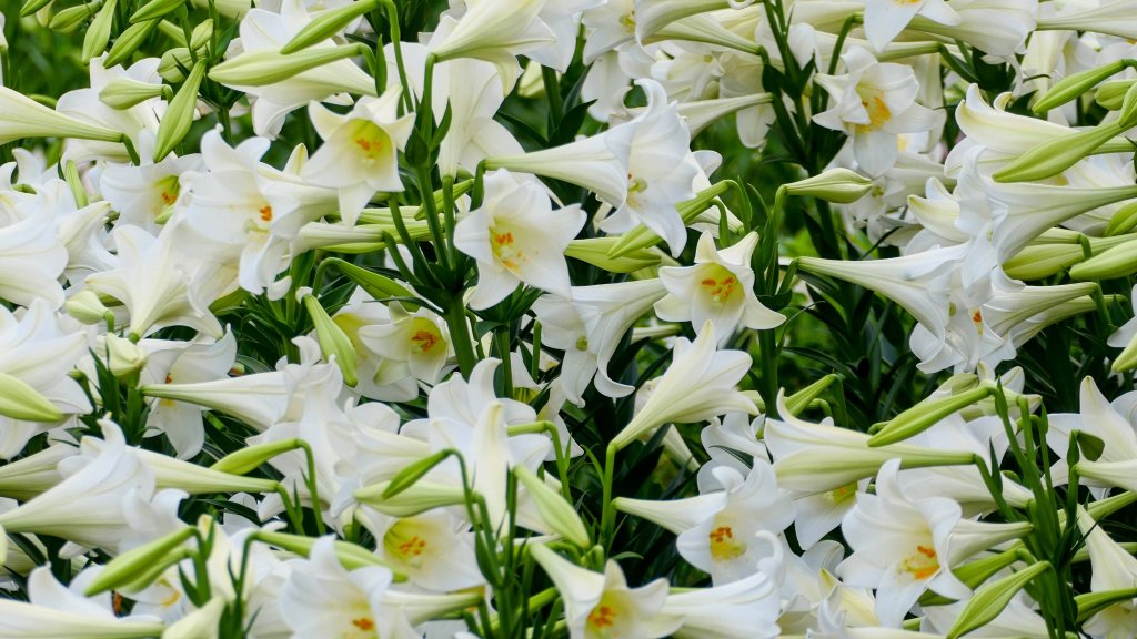 北海岸。良率_2783487