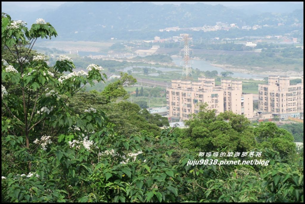 齋明寺古道桐花杜鵑齊開放_318914