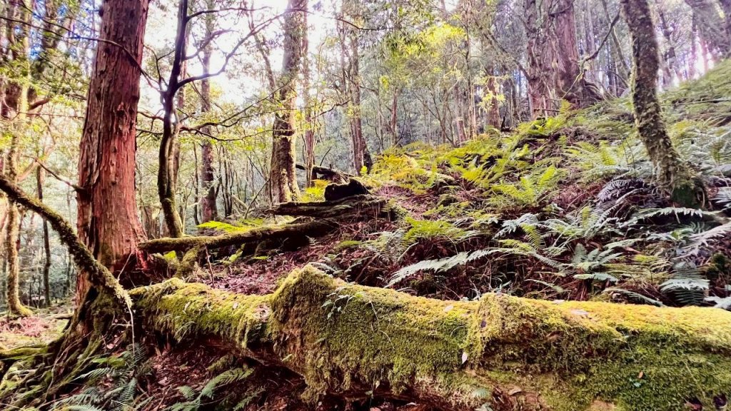 🌈11/15（六）松鶴上八仙山下森林遊樂區✨FB：熊熊趴爬走🌈_2937657