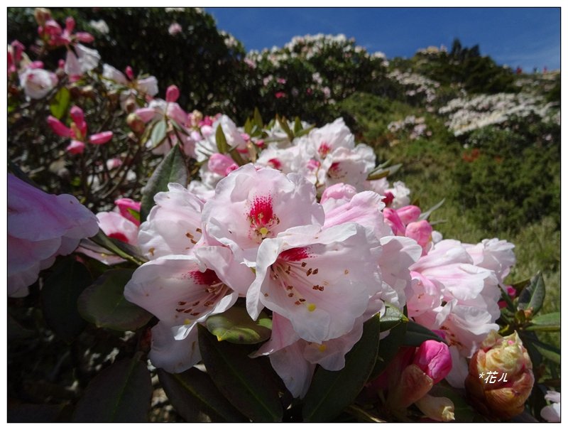 石門山/杜鵑花開封面圖
