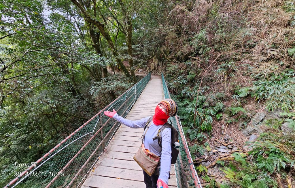 司馬庫斯巨木步道Yaya,櫻花園賞櫻_2440670