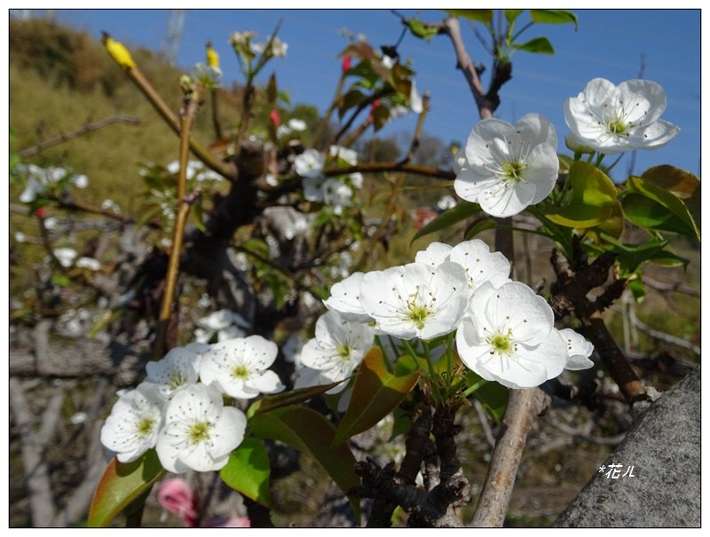 后里/七塊山賞花_1617010