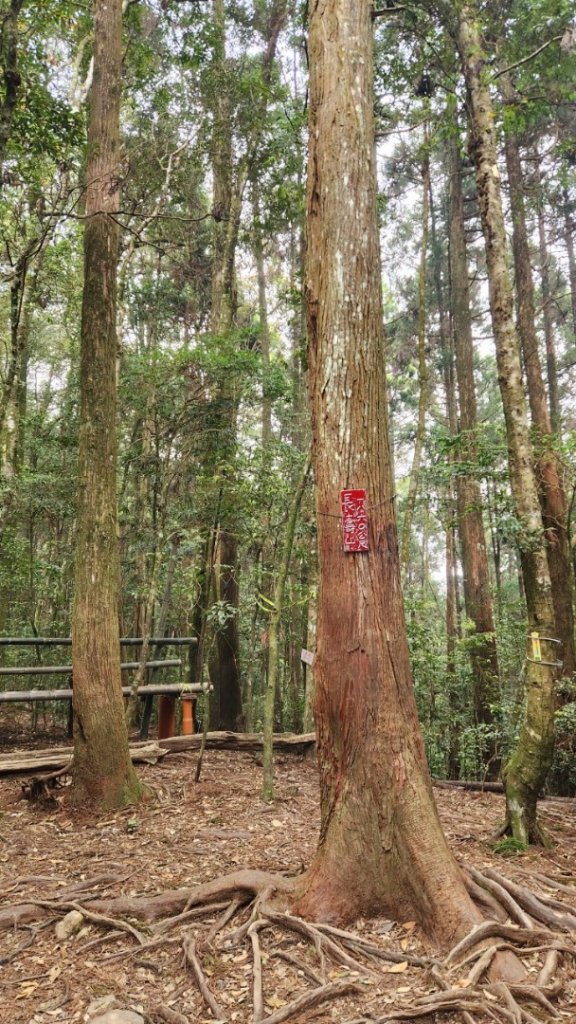 【中級山縱走】最美中級山，鳶嘴西稜縱走（鳶嘴山，醜崠山，長壽山）_2741404