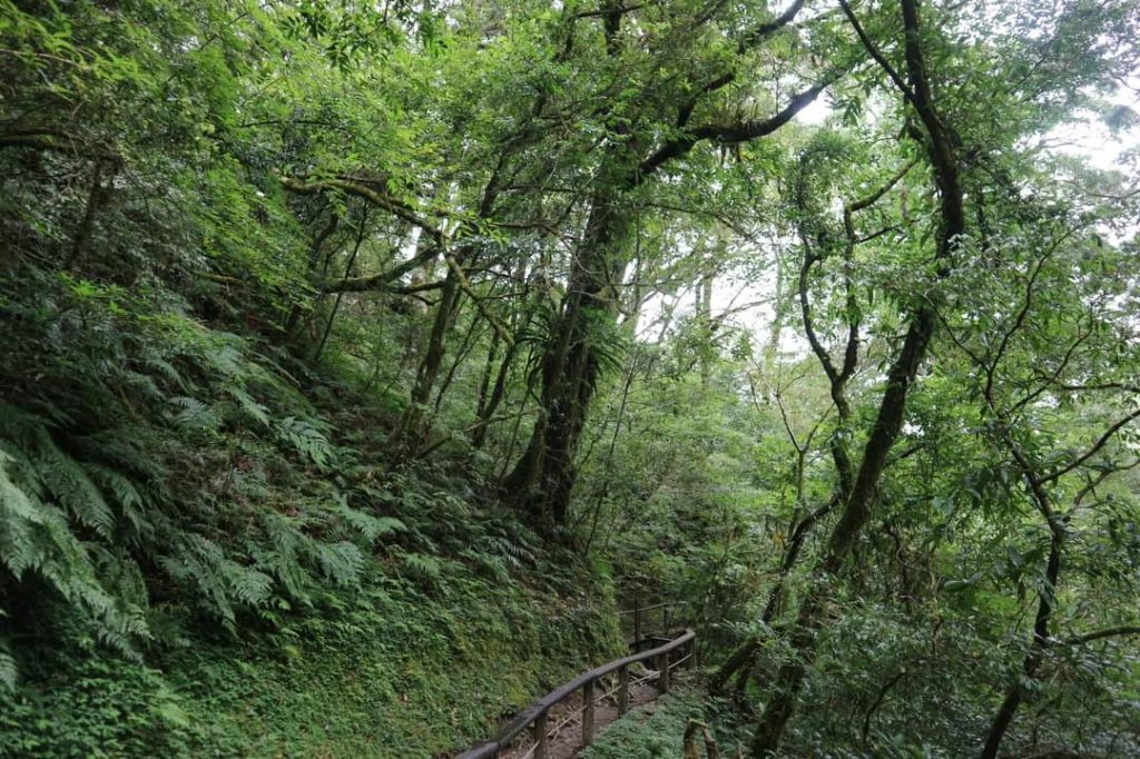 〔桃園復興〕拉拉山巨木，史詩級魔幻森林，75公頃紅檜 扁柏森林浴_2237099