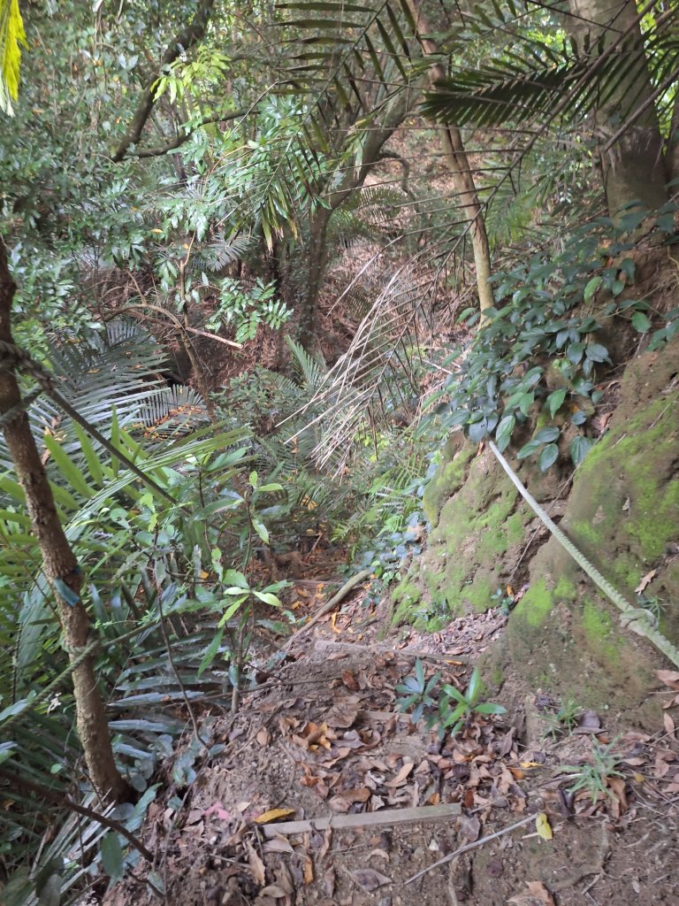 桃源里森林步道+龍鳳谷步道+坑子內山20250906_2880252