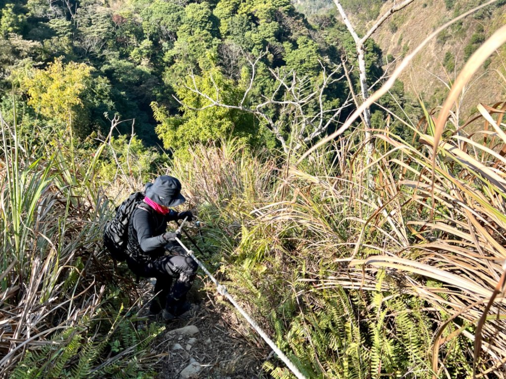 青桐林環走桐林山封面圖