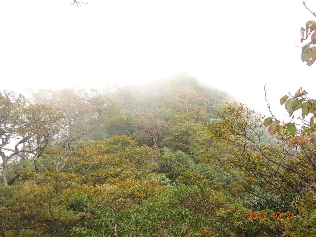 北插天山-山毛櫸_443999