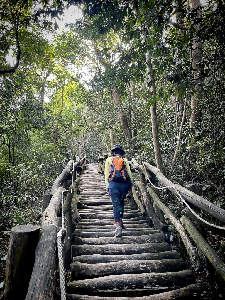 大坑一號步道 上 新社賞花海_2356843