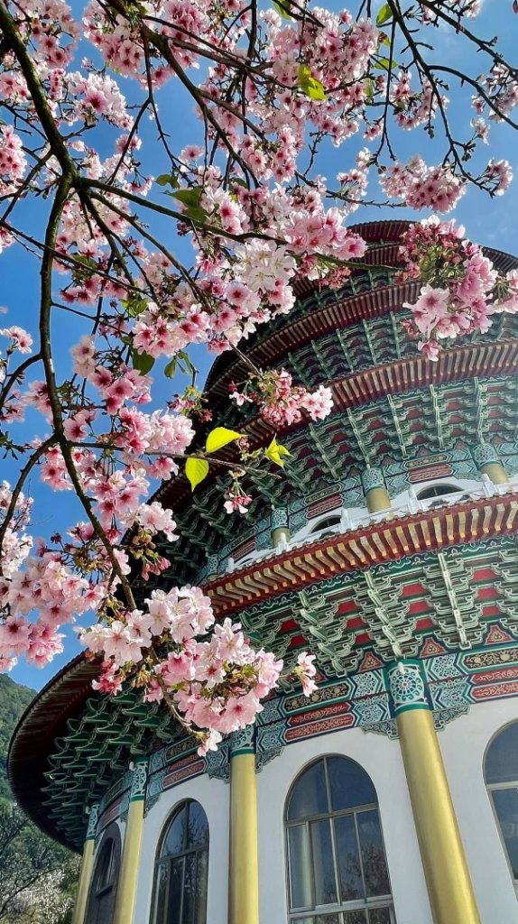 淡水天元宮賞櫻-三芝千手觀音如來封面圖