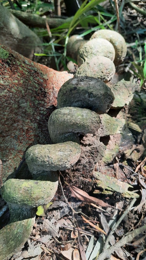 《新竹》竹林紙寮｜芎林文林古道O繞20230813_2248923