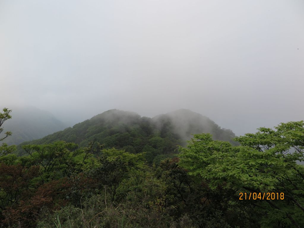 北插翠綠山毛櫸饗宴_321383