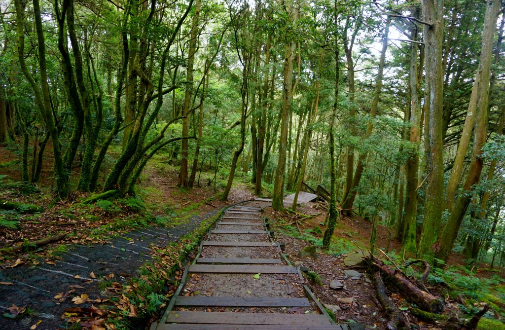 檜山巨木森林步道_481578