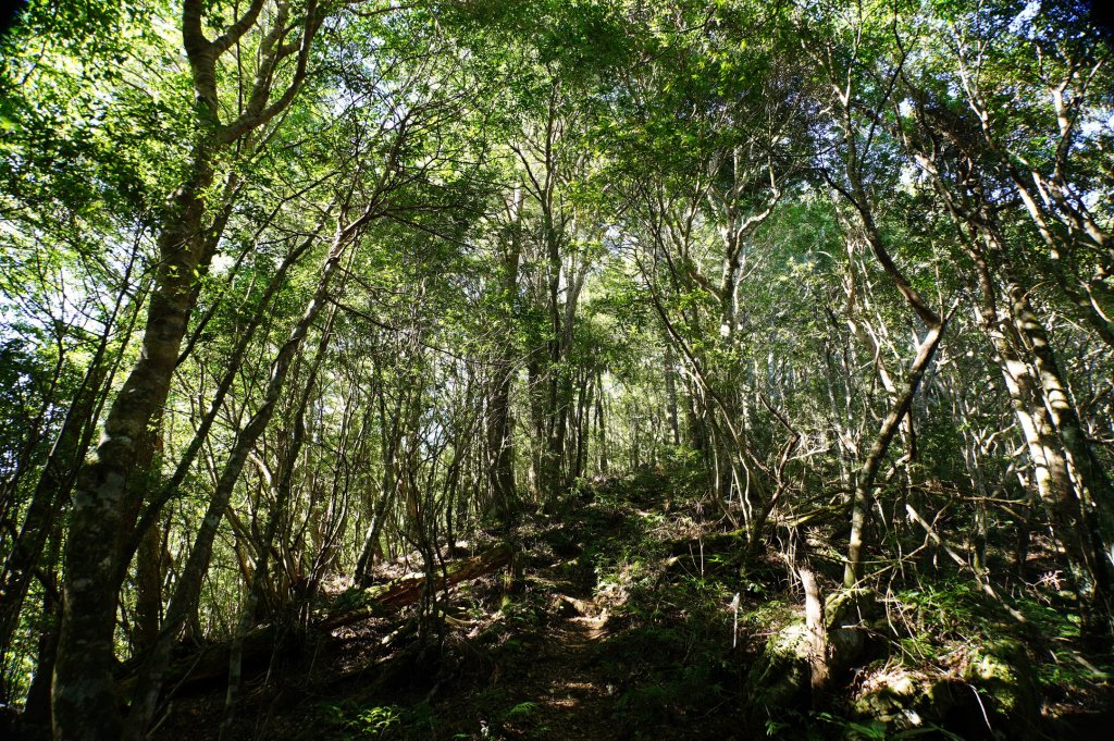 新竹 尖石 屯野生台山、石麻達山、錦屏山_2904267