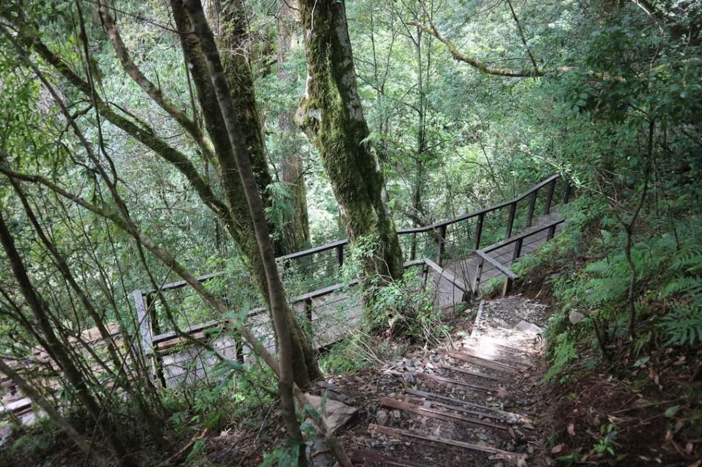 〔桃園復興〕拉拉山巨木，史詩級魔幻森林，75公頃紅檜 扁柏森林浴_2237201