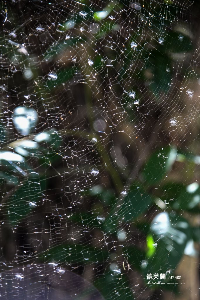 德芙蘭步道_1278419