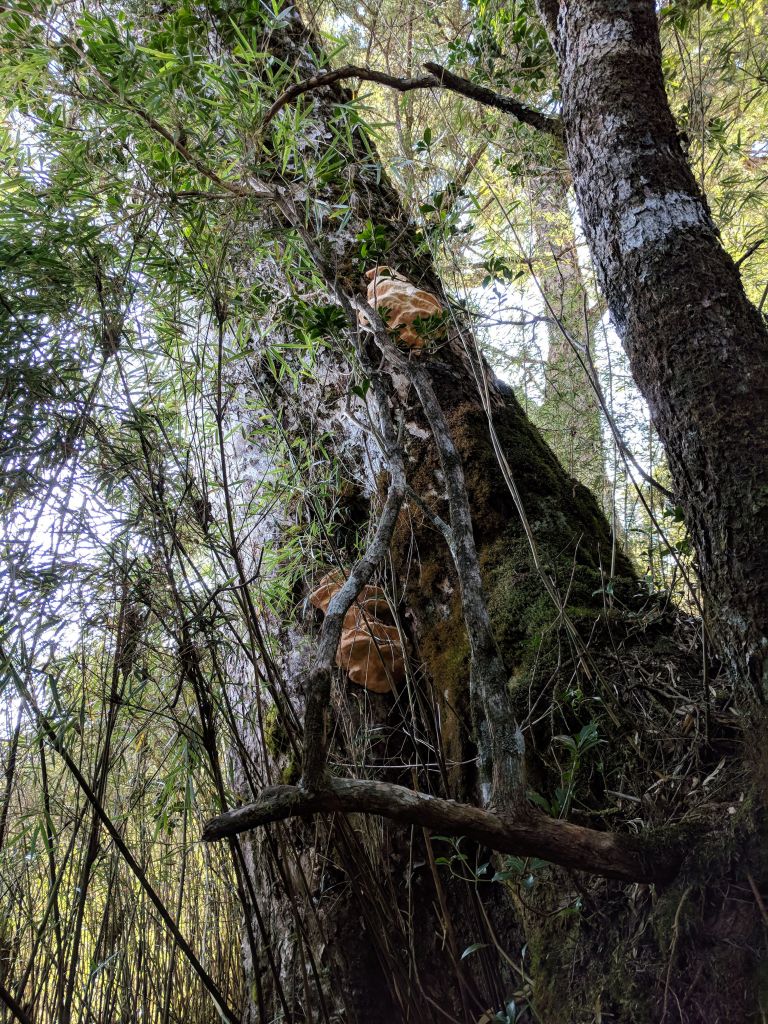 極品單攻膝軟（音譯：西巒）大山_305740