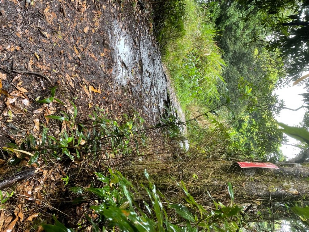 雨中鵝公髻山_1823732