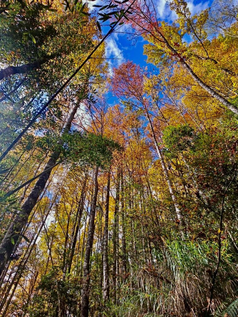 20241221 霞喀羅二天一夜露營賞楓_2711961