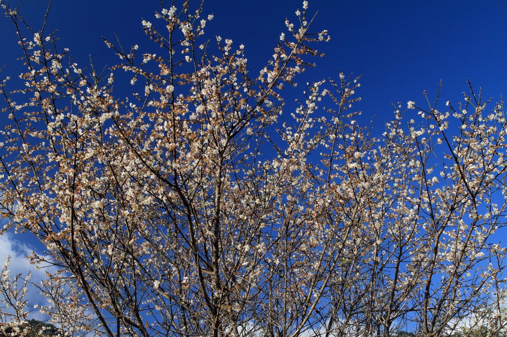 【南投~信義 】牛稠坑賞梅_1254915