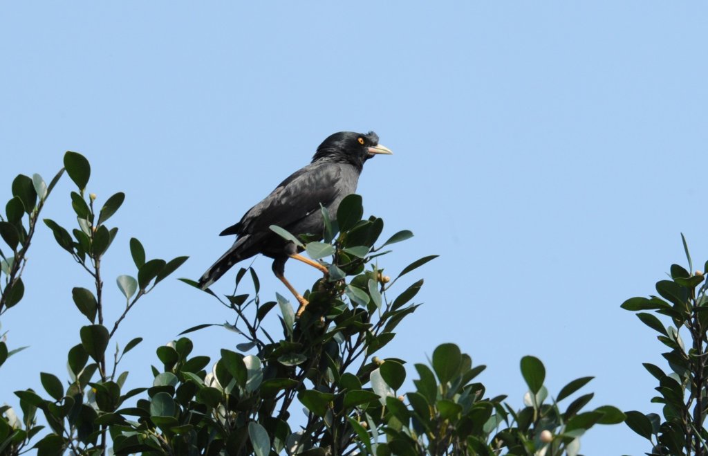 2016年, 九年前, 5, 6月份, 華江雁鴨自然公園_2807771