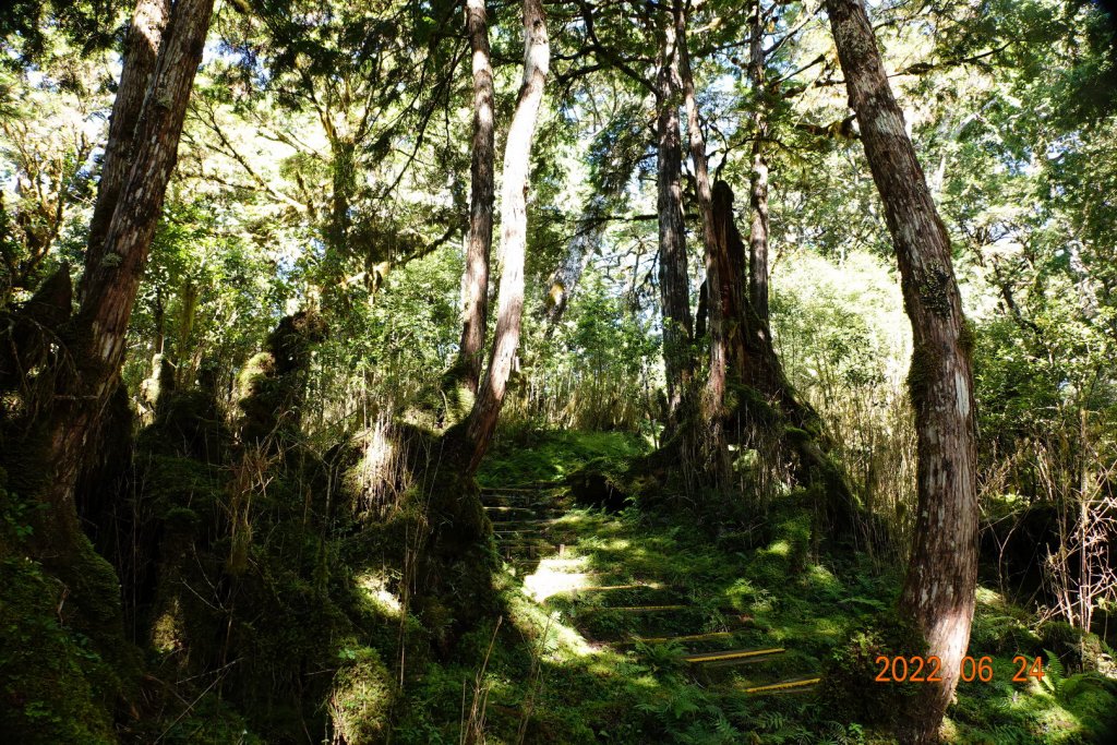 宜蘭 大同 太平山森林遊樂區 鐵杉林自然步道_1743726