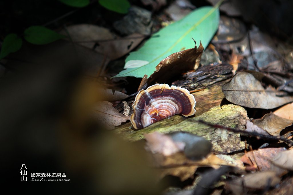 八仙山國家森林遊樂區_1066371