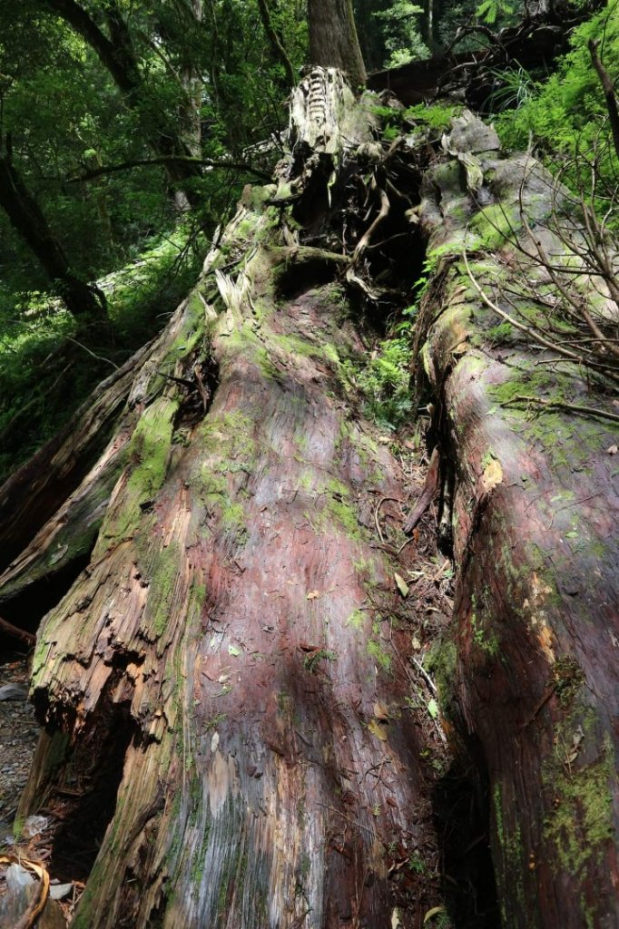 〔桃園復興〕拉拉山巨木，史詩級魔幻森林，75公頃紅檜 扁柏森林浴_2237261