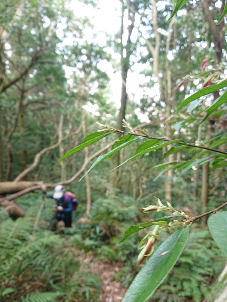 水田林道上貴妃山-鞍部石猴-那結山O型走_1307499