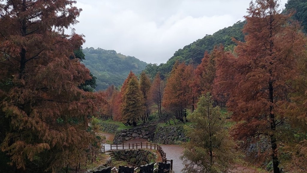 20230101元旦第一走-永公路500巷落羽松小徑＆發楓的前山公園_1977297