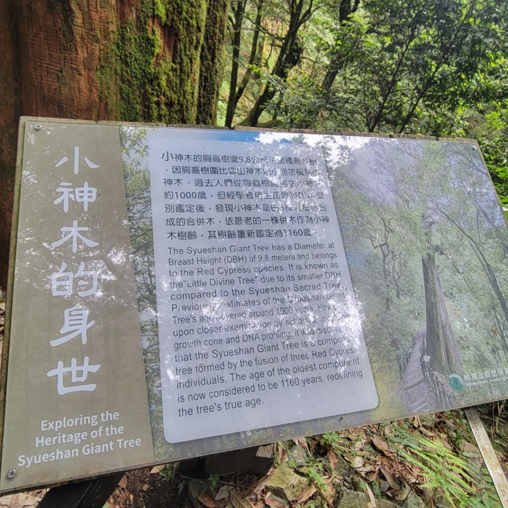 大雪山森林遊樂區森林浴步道_2543600