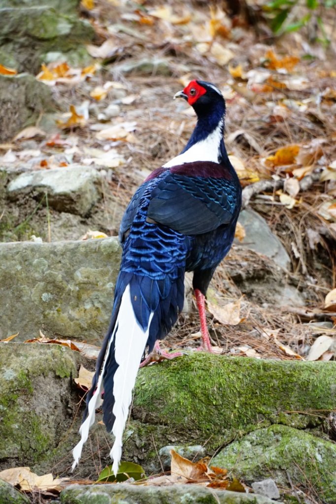 八仙山國家森林遊樂區封面圖